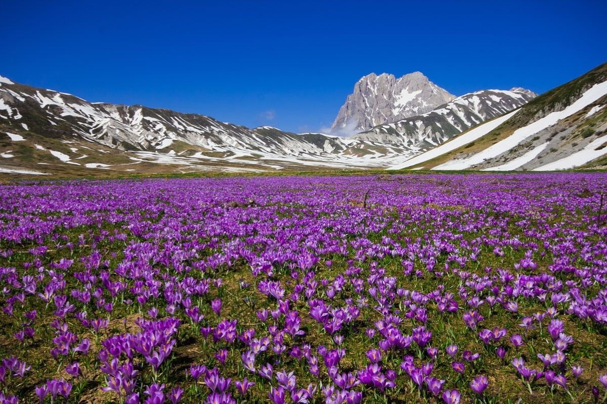 Campo Imperatore in estate, con fiori e verde